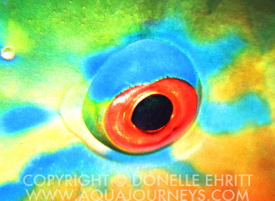 Parrot fish eye