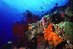Solomon Islands Seascape