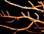 Brittle Stars on Coral