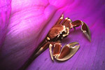 Porcelain crab