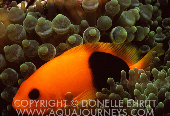 Saddleback Clownfish in Anemone