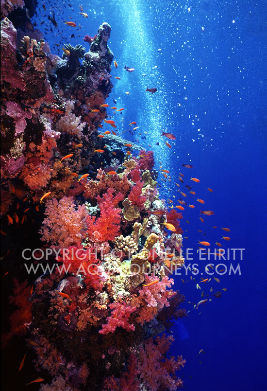Red Sea underwater seascape