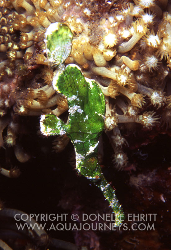 Halimeda ghost pipefish