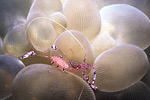 Shrimp on bubble coral