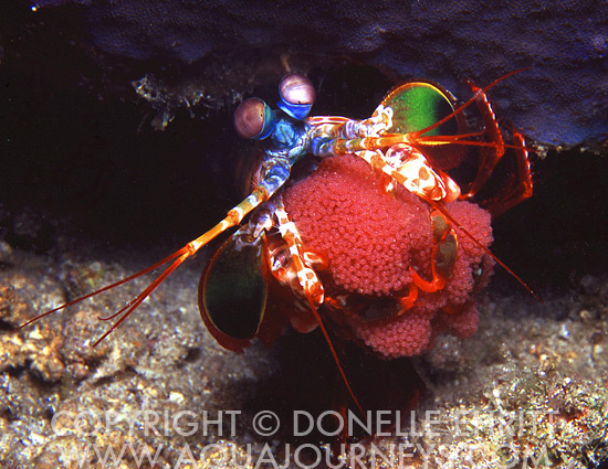 Mantis shrimp with eggs