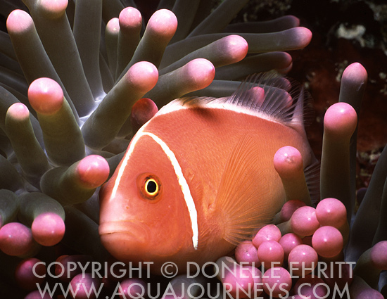 Skunk Clownfish in Anemone