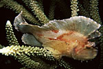 Leaf Scorpion Fish