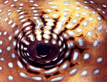 Pufferfish eye close-up