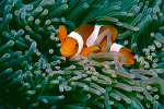 Percula clown in anemone
