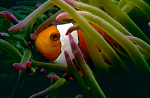 Percula clown in anemone