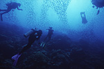Bonaire Divers