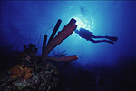 Bonaire Diver