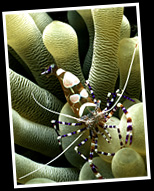 spotted cleaner shrimp