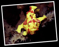 frogfish