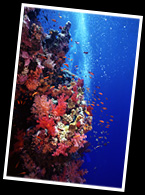 Red Sea reef