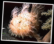 hairy frogfish